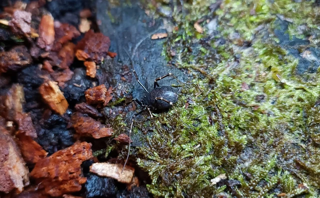 Opiliones - Kaszáspókok