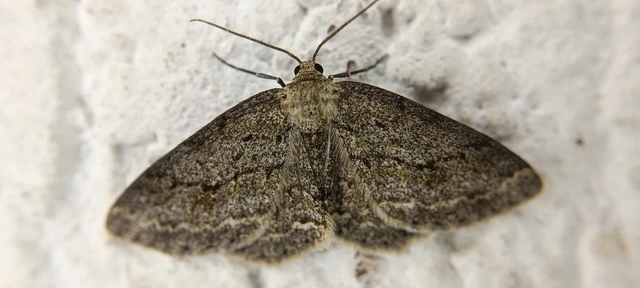 Ectropis crepuscularia - avararaszoló