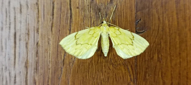 Eulithis pyraliata - sárga galajaraszoló