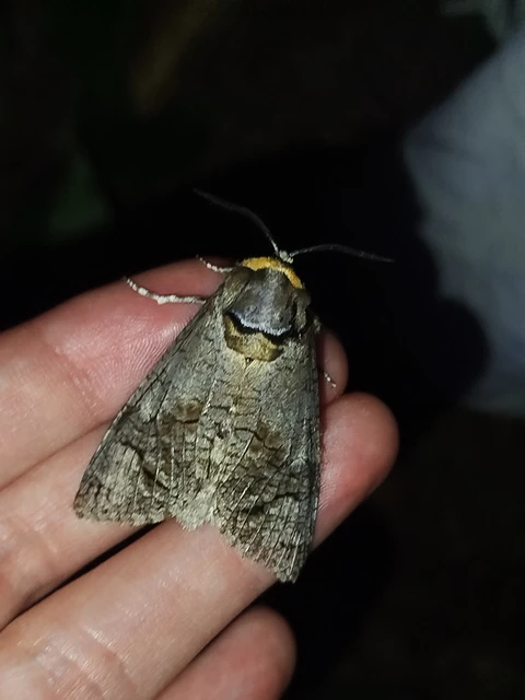 Cossus cossus - fűzfarontólepke