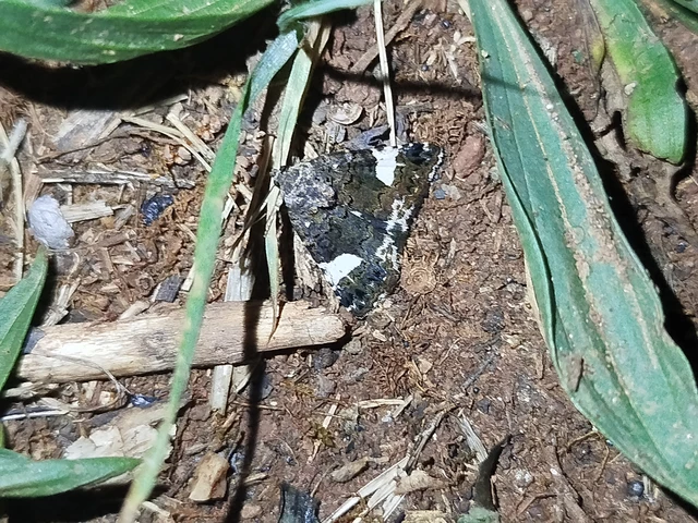 Tyta luctuosa - fekete nappalibagoly
