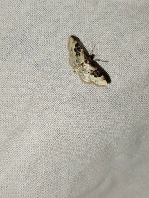 Idaea rusticata - tarka apróaraszoló