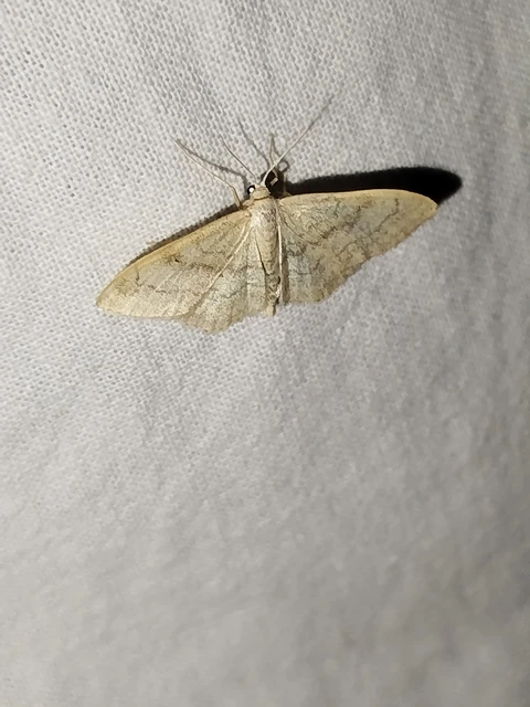 Idaea deversaria - egyszínű sávosaraszoló