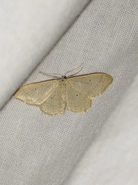 Idaea straminata - szalmasárga sávosaraszoló