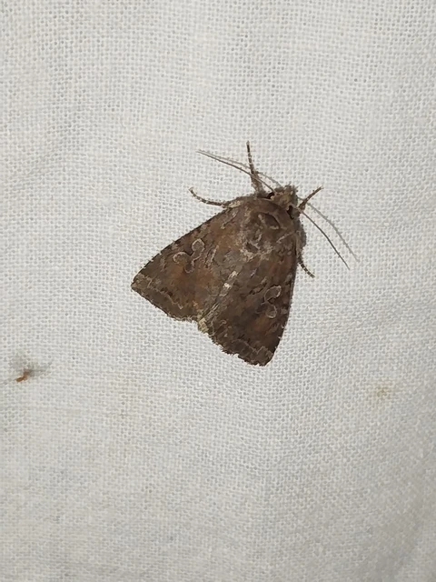 Apterogenum ypsillon - ipszilon-erdeibagoly