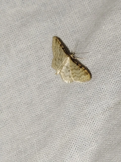 Idaea fuscovenosa - szürkeszélű apróaraszoló