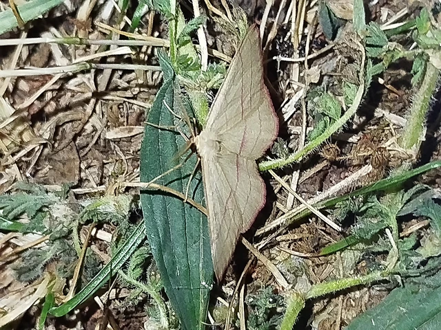 Rhodostrophia vibicaria - pirosszélű araszoló