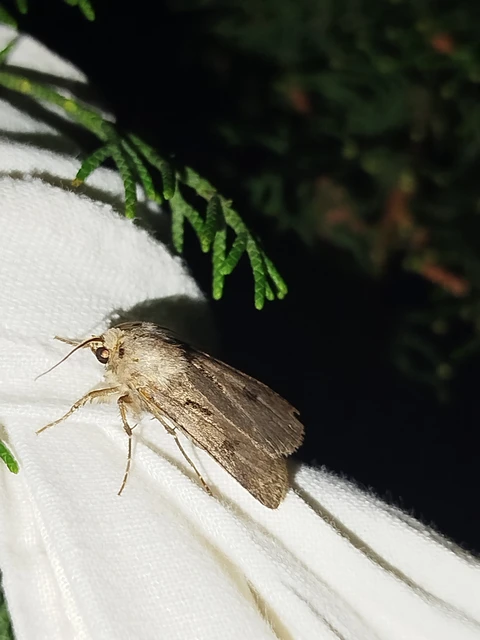 Agrotis exclamationis - felkiáltójeles földibagoly