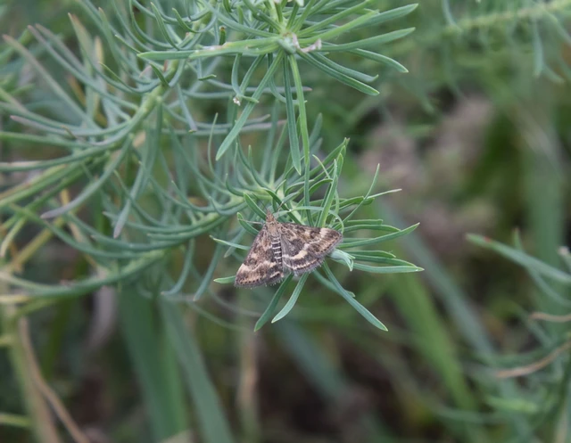 Pyrausta despicata - réti bíbormoly