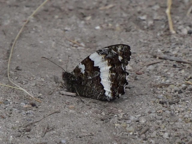 Brintesia circe - fehéröves szemeslepke