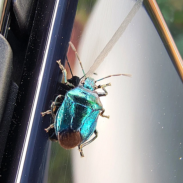 Zicrona caerulea - acélkék poloska Zicrona caerulea - acélkék poloska