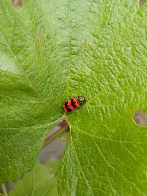 Trichodes apiarius - szalagos méhészbogár