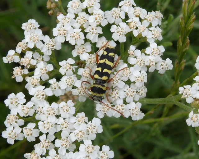Echinocerus floralis - lucerna-darázscincér