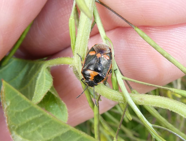 Eurydema oleracea - paréjpoloska Eurydema oleracea - paréjpoloska