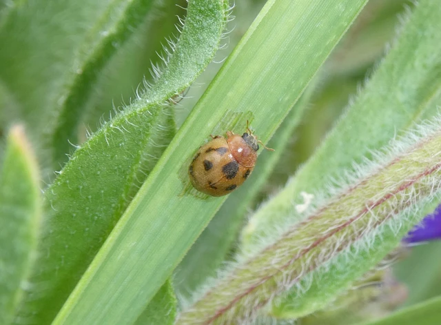 Cynegetis impunctata - pázsitfűböde
