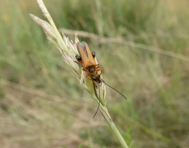 Oedemera podagrariae - székfű-álcincér
