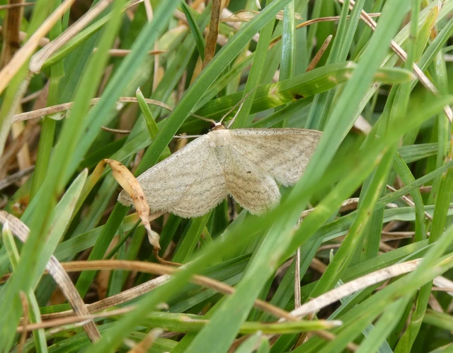 Scopula virgulata - vesszős sávosaraszoló