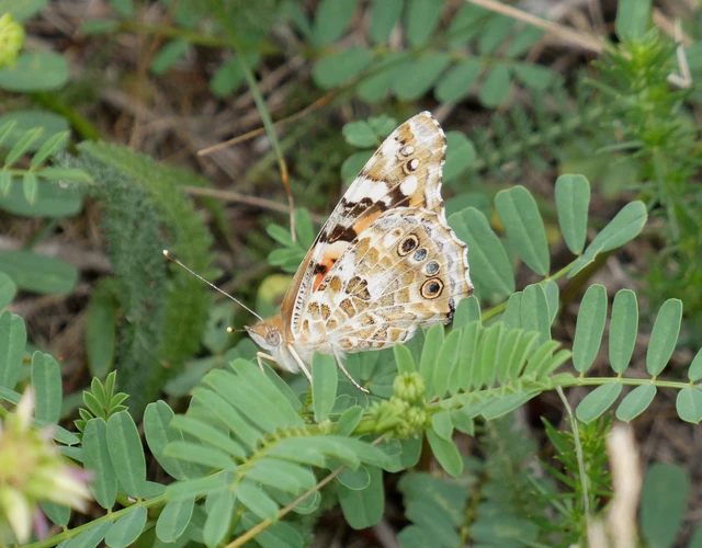 Vanessa cardui - bogáncslepke