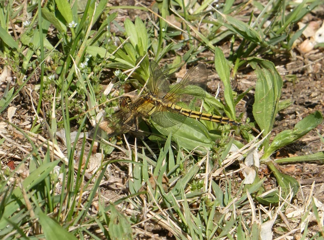Orthetrum cancellatum - feketefarkú pásztorszitakötő