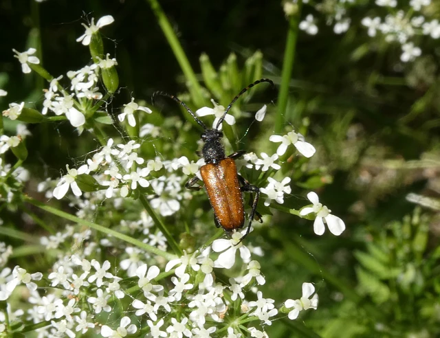 Stictoleptura maculicornis - tarkacsápú virágcincér