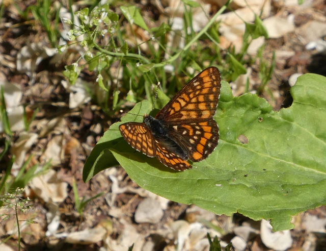 Euphydryas maturna - díszes tarkalepke