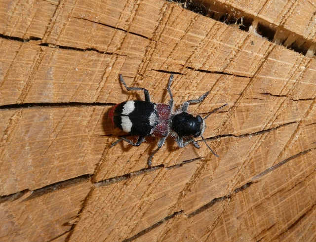 Clerus mutillarius - feketenyakú szúfarkas