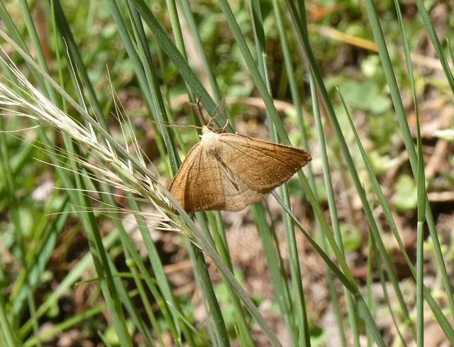 Polypogon tentacularia - sötétaljú karcsúbagoly