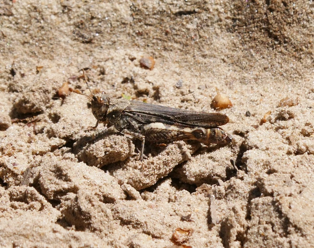 Acrotylus insubricus - önbeásósáska