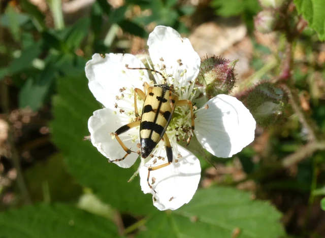 Rutpela maculata - tarkacsápú karcsúcincér