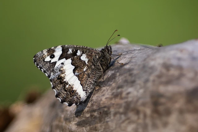 Brintesia circe - fehéröves szemeslepke