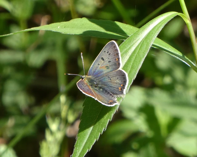 Lycaena tityrus - barna tűzlepke