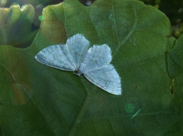 Asthena albulata - gyertyán-fehéraraszoló