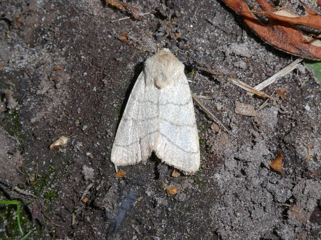 Charanyca trigrammica - háromsávos lombbagoly