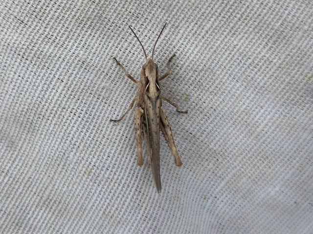 Chorthippus