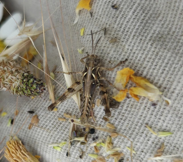 Oedaleus decorus - szalagos sáska Oedaleus decorus - szalagos sáska