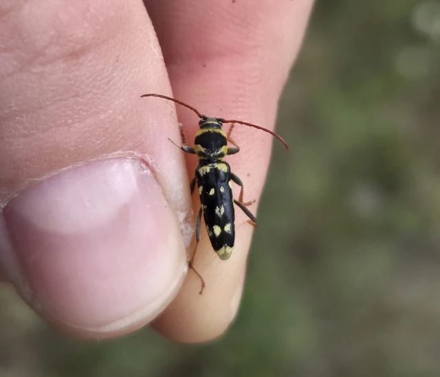 Echinocerus floralis - lucerna-darázscincér