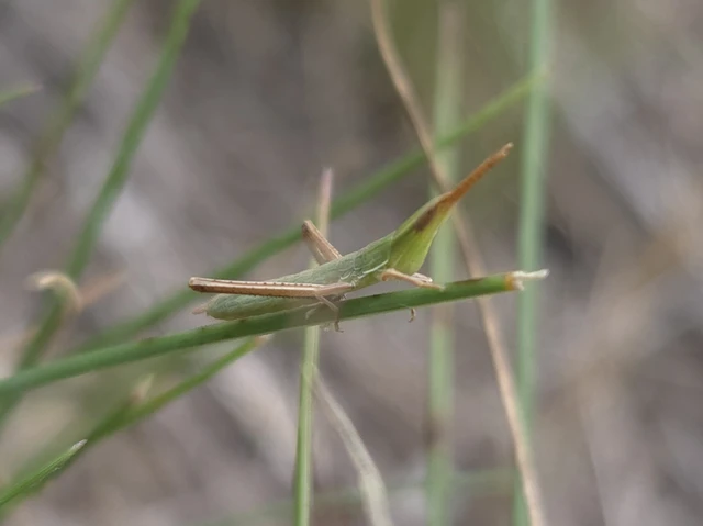 Acrida ungarica - sisakos sáska Acrida ungarica - sisakos sáska