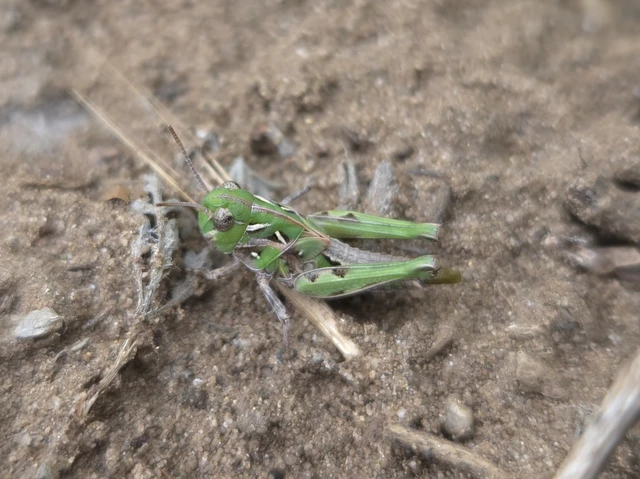 Oedaleus decorus - szalagos sáska Oedaleus decorus - szalagos sáska