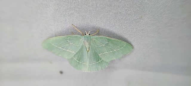 Hemistola chrysoprasaria - kékes zöldaraszoló