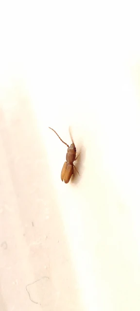 Laemophloeidae - szegélyeslapbogár-félék