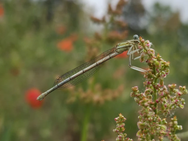 Platycnemis pennipes - széleslábú szitakötő