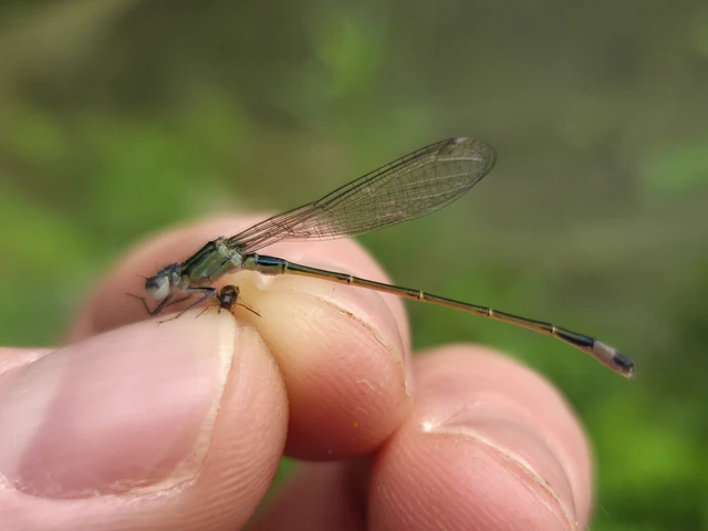 Ischnura elegans pontica - kéköves légivadász