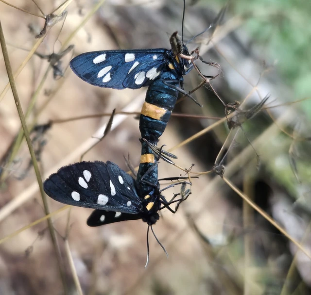 Amata phegea - fehérpettyes álcsüngőlepke