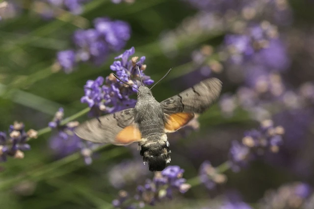 Macroglossum stellatarum - kacsafarkú szender