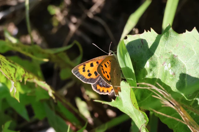 Lycaena phlaeas - közönséges tűzlepke Lycaena phlaeas - közönséges tűzlepke