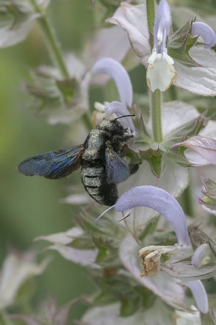 Xylocopa