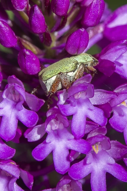Hoplia dilutipes