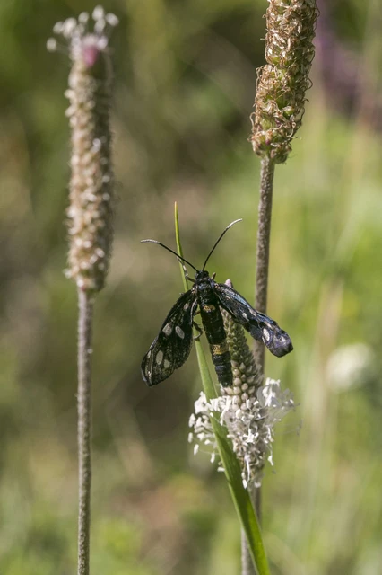 Amata phegea - fehérpettyes álcsüngőlepke