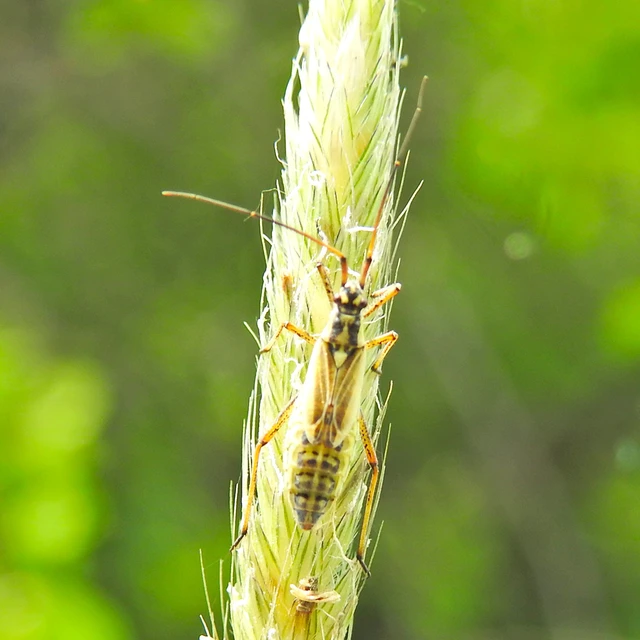 Leptopterna