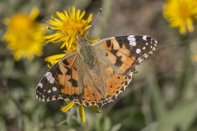 Vanessa cardui - bogáncslepke